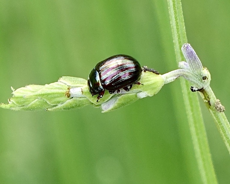 rosemary beetle